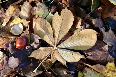 High angle view of dry leaves on field