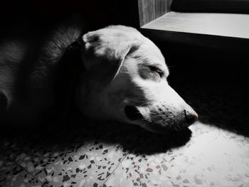 Close-up of dog resting