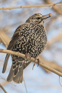 Close-up of bird perching on water