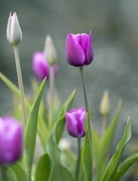 Close-up of pink crocus flower