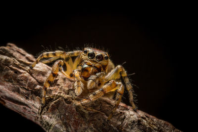 Close-up of spider