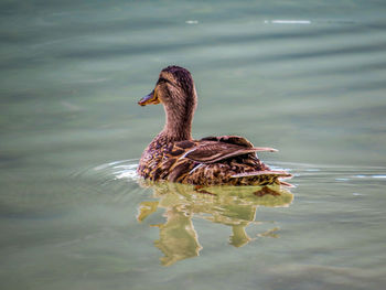 Duck swimming in lake