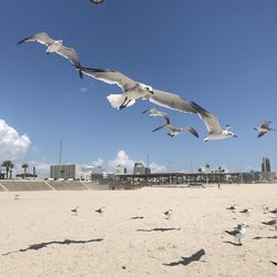 Seagulls flying over beach