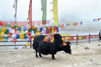 View of yak and prayer flags