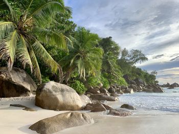 Scenic view of palm trees by sea against sky