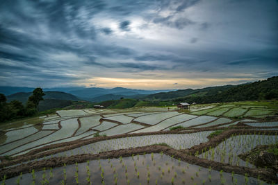 Scenic view of rice field against sky