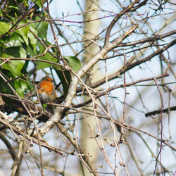 Close-up of bird perching on tree