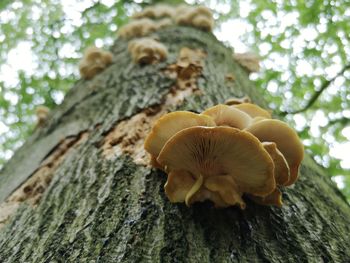 Close-up of mushroom growing on tree trunk