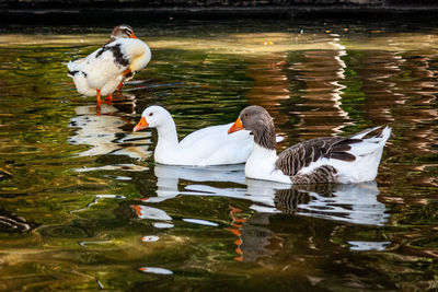 Ducks swimming in lake