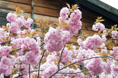 Close-up of pink flowers