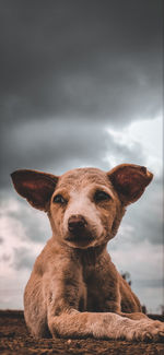 Close-up portrait of dog against sky