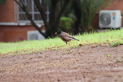 Bird perching on a field