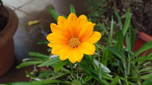 Close-up of yellow crocus blooming outdoors