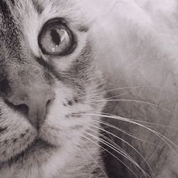 Close-up portrait of cat