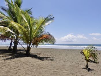 Palm trees on beach against sky