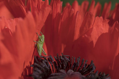 Close-up of a grashopper in a red flowering plant