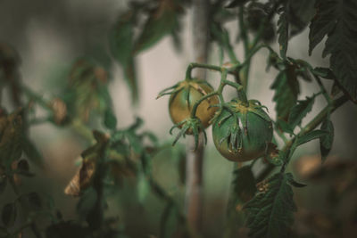 Close-up of tomatoes growing on plant