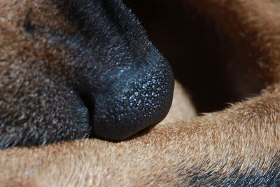 Close-up of dog