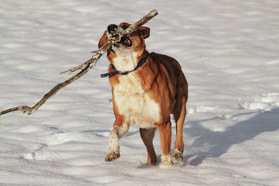 Dog standing on snow field