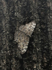 Close-up of insect on tree trunk