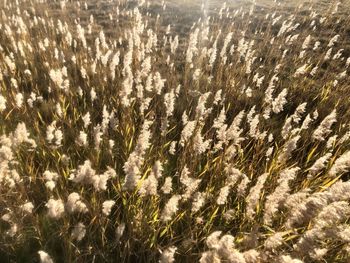 Full frame shot of flowering plants on field