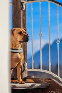 Portrait of dog sitting on railing