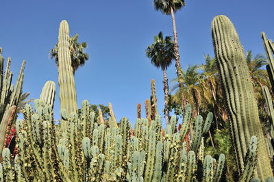 Low angle view of cactus growing on field against sky