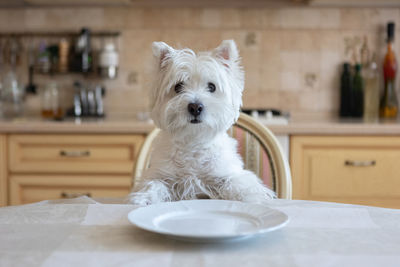 White dog west white terrier sits at the dining table in the kitchen in front of an empty plate