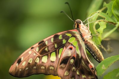 Close-up of butterfly perching on plant