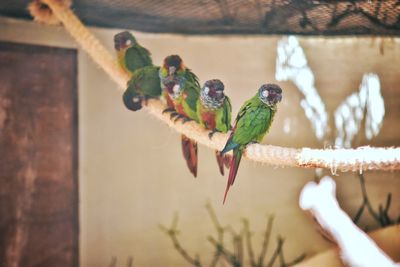 Close-up of birds perching on feeder