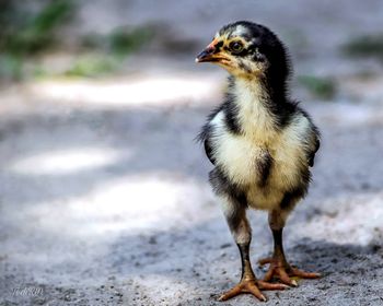 Close-up of a bird on field