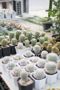 Close-up of succulent plants in greenhouse