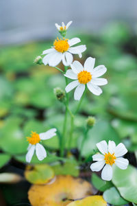 Close-up of white flowering plant