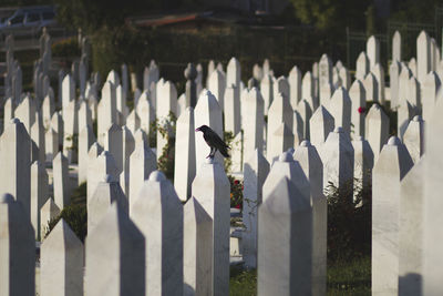 White image of a cemetery