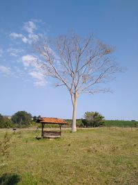 Bare tree on field against sky