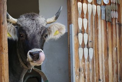 Portrait of cow in stable