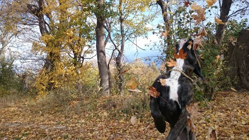 Playful boxer on field during autumn