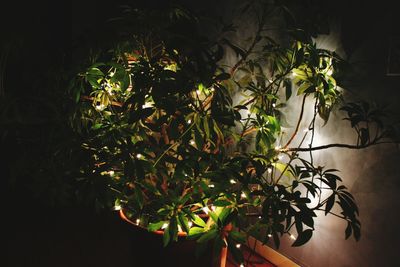 Plants growing in the dark