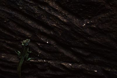 Close-up of insect on tree trunk