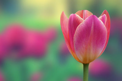 Close-up of pink tulip