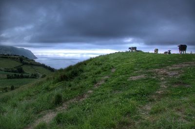 Scenic view of grassy field by sea against sky
