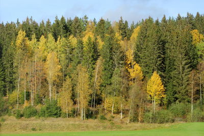 Scenic view of pine trees in forest during autumn