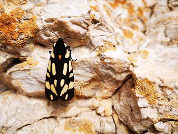 Close-up of butterfly on rock