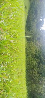 Scenic view of grassy field