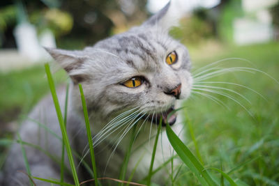 Close-up portrait of cat