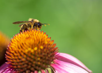 Close-up of bee pollinating on pink flower