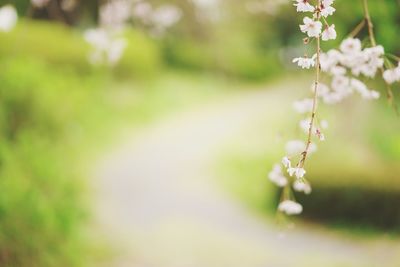 Close-up of flowering plant on field