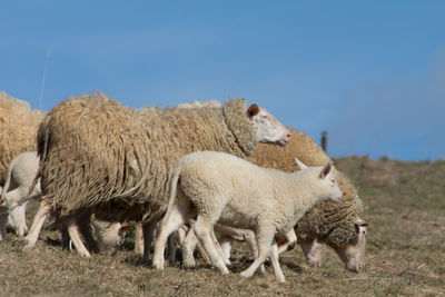 Sheep on field against sky