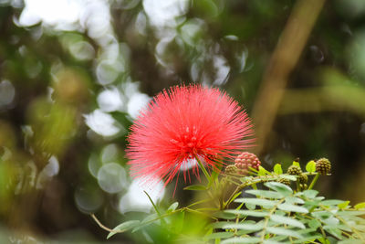 Close-up of red flower