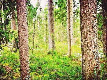 Trees in forest